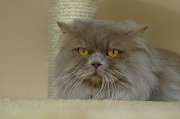 BRITISH LONGHAIR 001